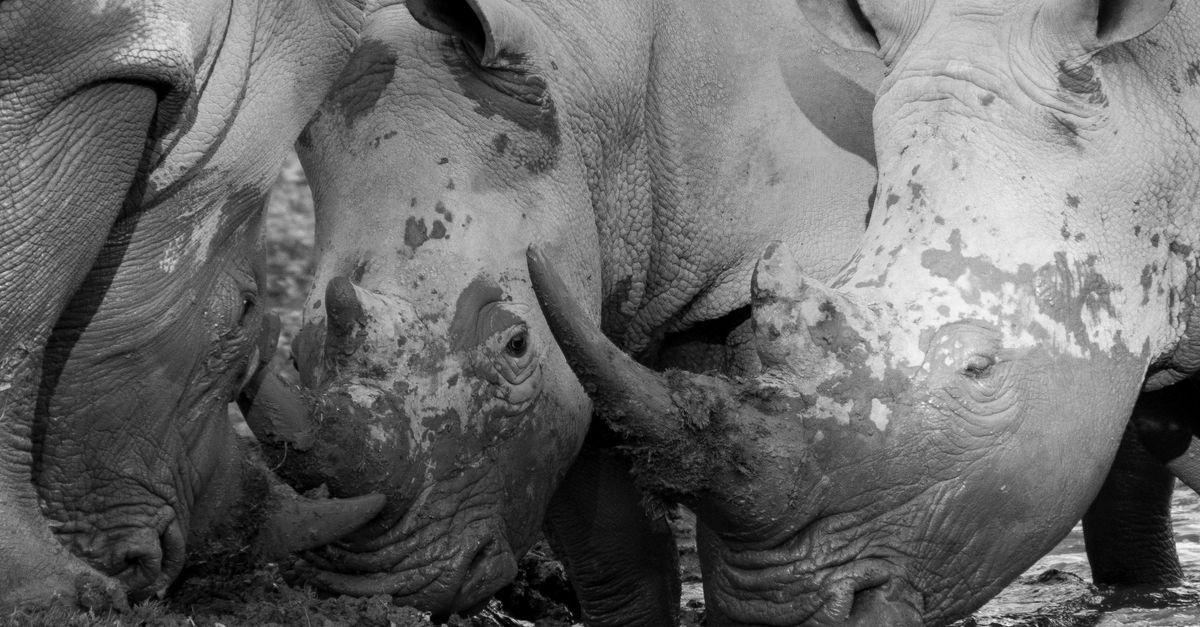 Un dispositif d'intelligence artificielle pour sauvegarder les jeunes rhinocéros noirs au parc national d'Aberdare au Kenya 9 découvrez un dispositif d'intelligence artificielle innovant conçu pour la conservation du rhinocéros noir, permettant de surveiller et protéger cette espèce menacée grâce à des technologies avancées.