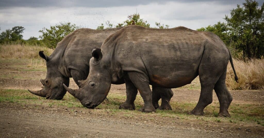 Un dispositif d'intelligence artificielle pour sauvegarder les jeunes rhinocéros noirs au parc national d'Aberdare au Kenya 10 découvrez notre dispositif ia innovant dédié à la conservation du rhinocéros noir, alliant technologie avancée et protection de la faune pour préserver cette espèce menacée.