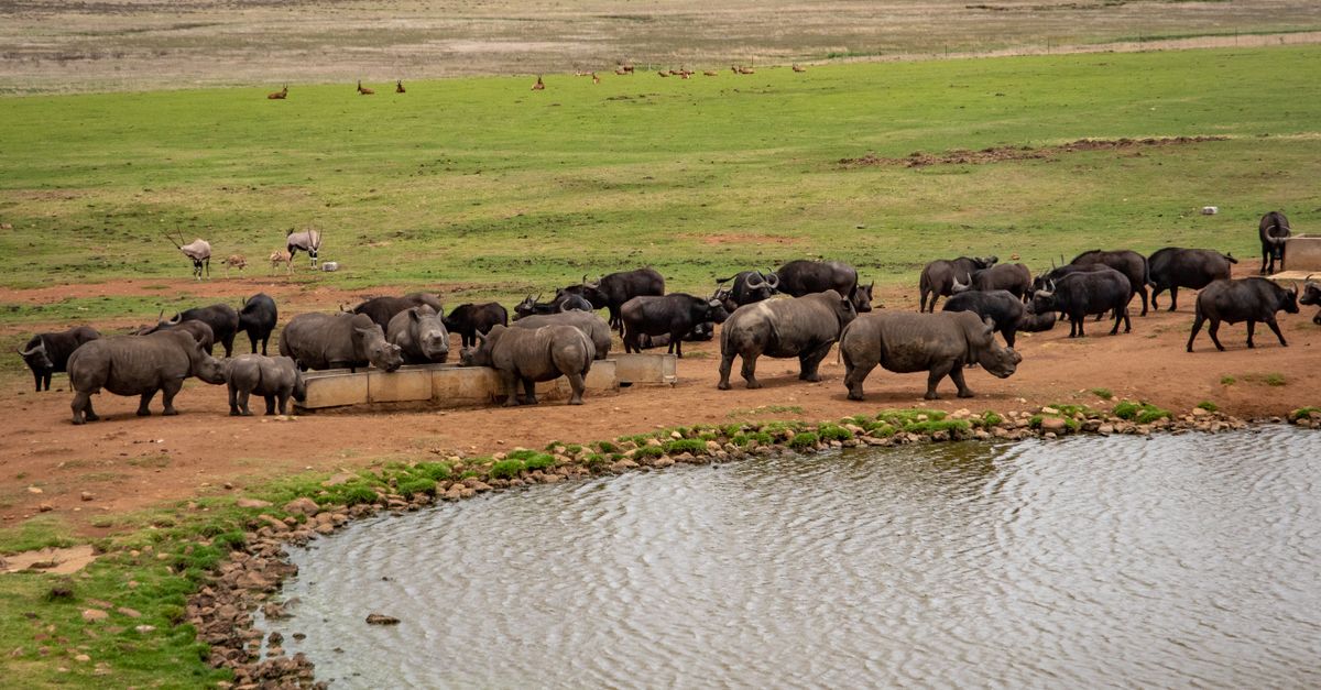 Un dispositif d'intelligence artificielle pour sauvegarder les jeunes rhinocéros noirs au parc national d'Aberdare au Kenya 10 découvrez un dispositif d'intelligence artificielle innovant dédié à la conservation du rhinocéros noir, visant à protéger cette espèce menacée grâce à la technologie avancée.