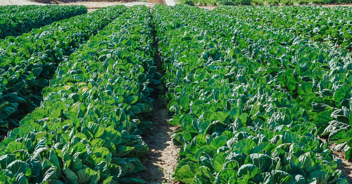 découvrez 7 raisons convaincantes d'opter pour Hello Harel, le logiciel ERP innovant en SaaS dédié à l'agroalimentaire 4 logiciel erp pour l'agroalimentaire : optimisez la gestion de votre production, stocks et distribution avec une solution dédiée aux spécificités du secteur agroalimentaire.