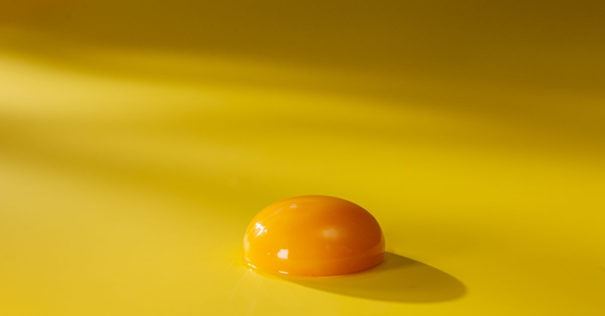 Yumgo : la pionnière française de l'œuf végétal se réinvente avec un nouveau site et une nouvelle identité visuelle 3 découvrez notre alternative végétale aux œufs, riche en nutriments et idéale pour une alimentation saine et respectueuse de l'environnement.