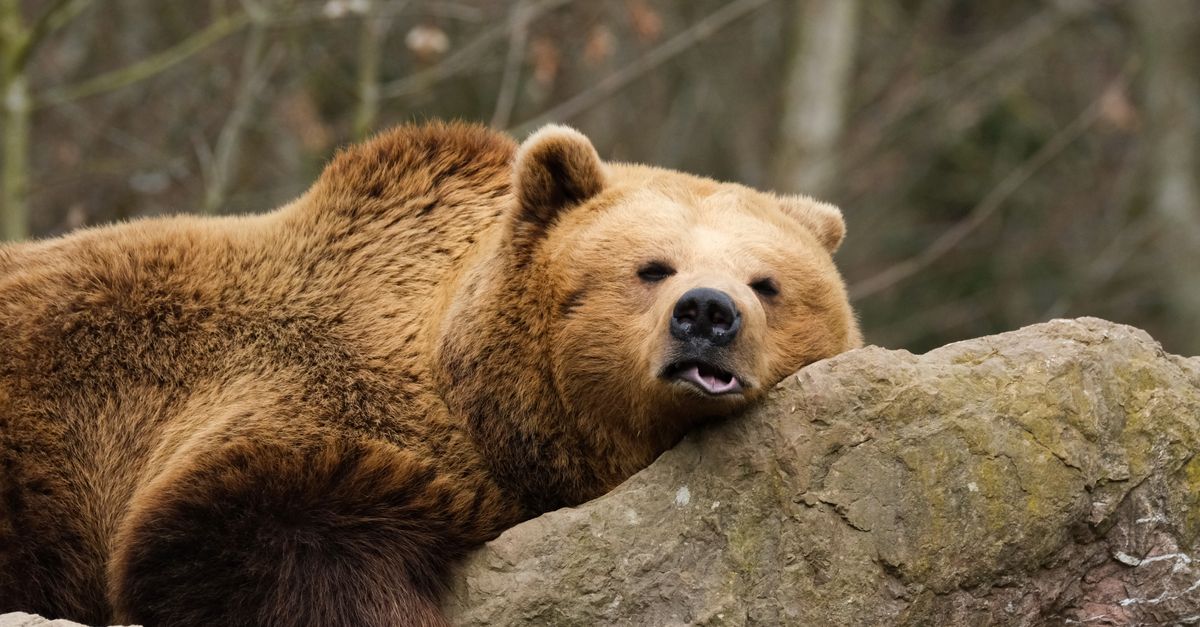 Comprendre le « bear market » : Plongée dans le marché baissier des cryptomonnaies 10 découvrez ce qu'est un bear market, ses caractéristiques, son impact sur les investissements et comment s'y préparer efficacement.