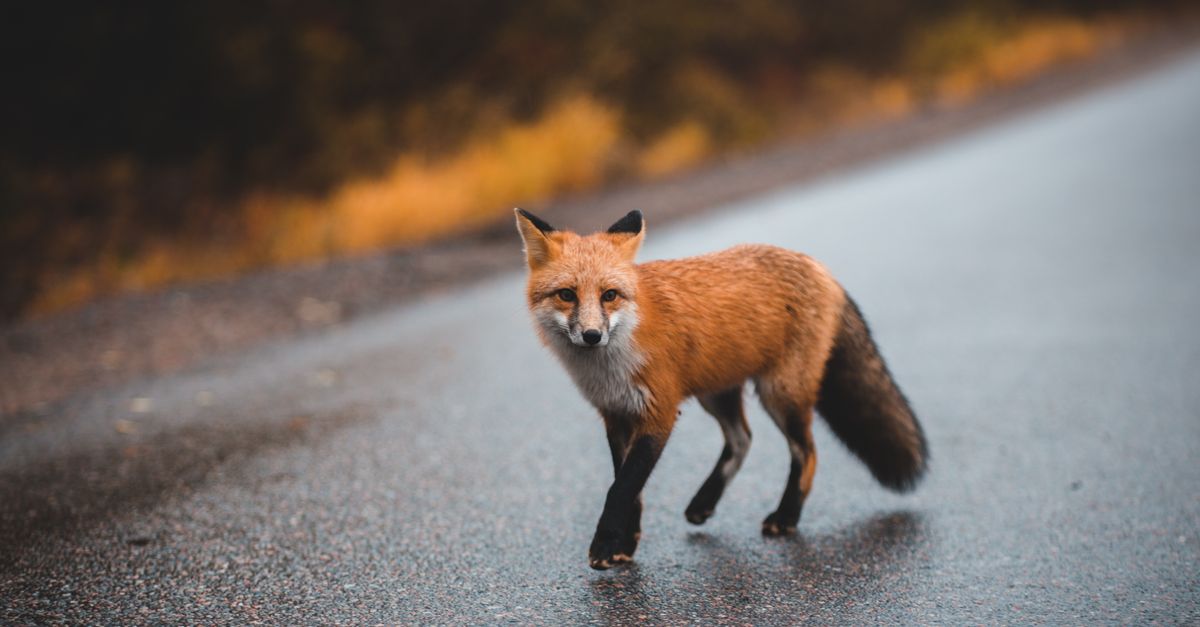 GitLab en alerte : déploiement immédiat d'un correctif face à une faille critique 2 découvrez comment déployer rapidement un correctif de vulnérabilité critique sur gitlab pour assurer la sécurité de vos projets et données sensibles.